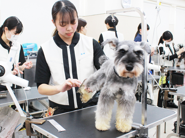 学校のモデル犬とトリミング実習☆